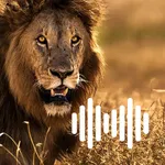 Hunting Calls: Lion icon