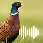 Hunting Calls: Pheasant icon