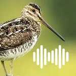 Hunting Calls: Woodcock icon