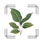 VerdiVista - Plant Identifier icon