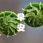 ChengYou Good Morning icon