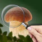 Mushroom Identifier: Fungi ID icon
