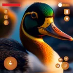 Ducklings Duck Life Simulator icon