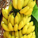 Soninke – O yittirenmu icon