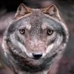 Wolf Quotes - daily wisdom icon