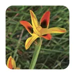 Field Guide to Renosterveld icon