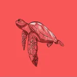 Acadu: AI Quiz, Flashcards icon