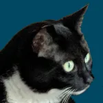 Club Jasper Sticker Pack 001 icon