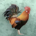 Amazing Bird Sounds icon