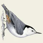 Flock Yard Bird List icon