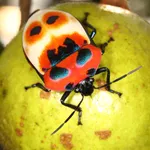 Camellia pest identification icon