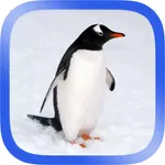 Arctic Animals Puzzle icon