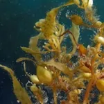 Sargassum icon