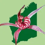 Western Australian Orchid Key icon