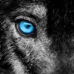 Pack Mentality Members icon
