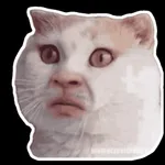 Meme cat emotion icon