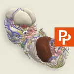 Primal's 3D Embryology icon