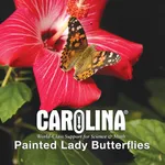 Painted Lady Butterflies Lite icon