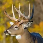 Whitetail Deer Calls Offline icon