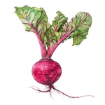 Lifestyle Medicine Maine icon