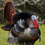 Turkey Hunting Calls App icon
