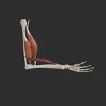 Kinetic Anatomy 3D icon