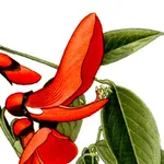 Argentina Wildflowers icon