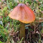 Peachy Steve's UK Waxcaps icon