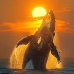 Mauritius Info + icon