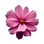 Цветочная Мастерская Lilar icon