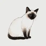 MomoFocus - pomodora icon