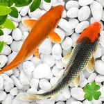 Koi Pond Fish - Live Aquarium icon