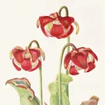 Newfoundland Wildflowers icon