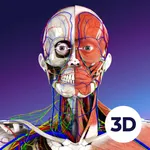 MEDIP Box Anatomy - 3D Cadaver icon