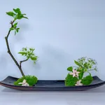 Ikebana Reflections icon