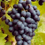 Weinkeller 2025 icon