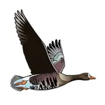Birds of Ireland Field Guide icon