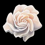 Lauren Jauregui App icon