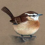eBird Alert! icon