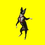 Dancing Dogs icon