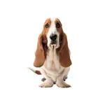 HushPuppies（ハッシュパピー）ポイントカードアプリ icon