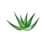 Academy Forever icon