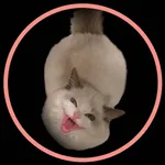 CattGPT icon