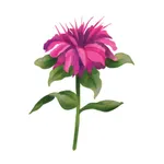 Bergamot Montessori icon