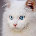 Talking Cat Friends icon