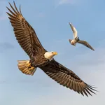 Real Wild Eagle Bird SimGame icon