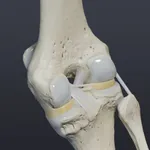 Knee Biomechanics icon