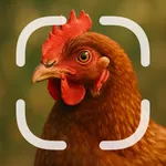Identifier: Chicken icon