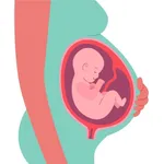 OB Pregnancy Calculator icon