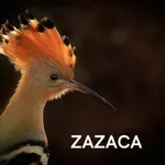 Zazaca Sözlük icon